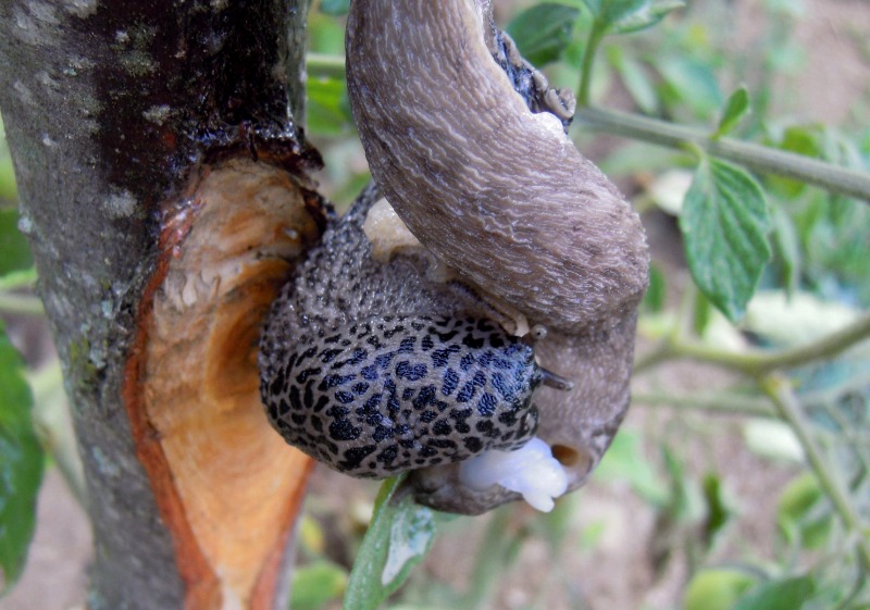 Limax del maximus-gruppo in accoppiamento da Cosenza